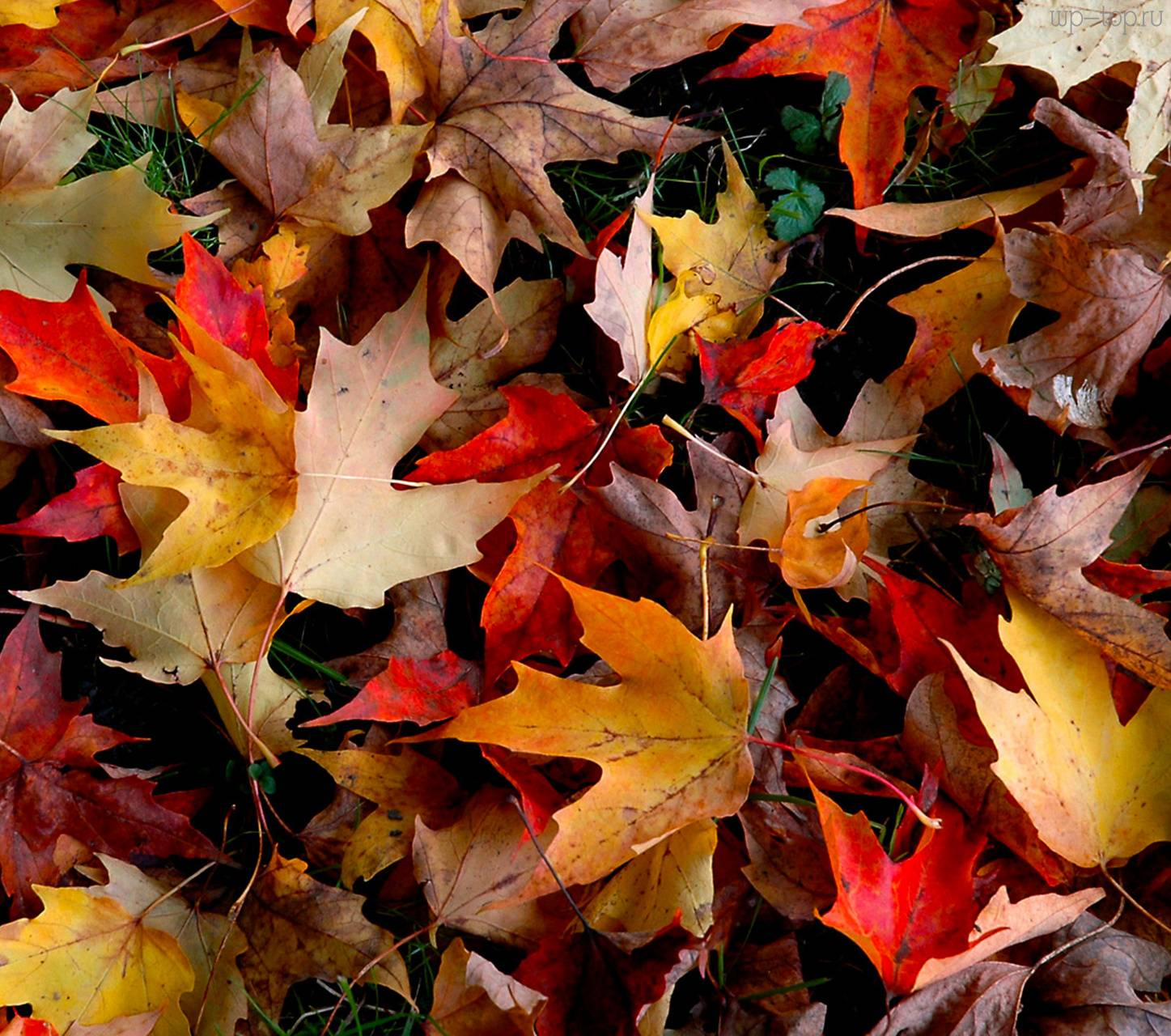 Опавшие листья терпеливо. Осень листья. Осенняя листва. Опавшая листва. Осенние листья на земле.