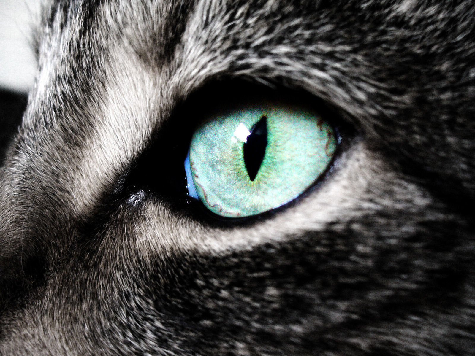 Красивые глаза животных