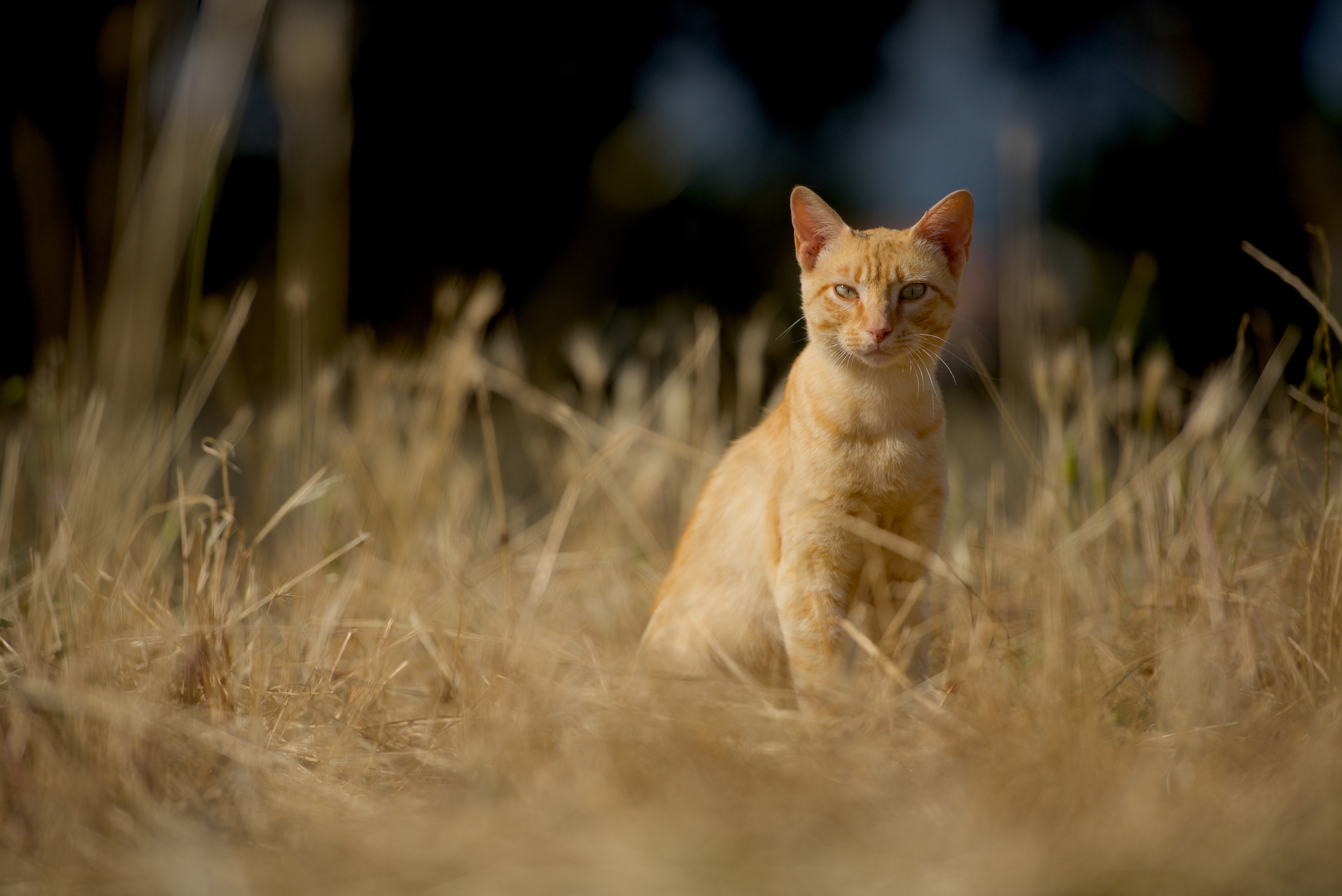 фотографии желтых кошек