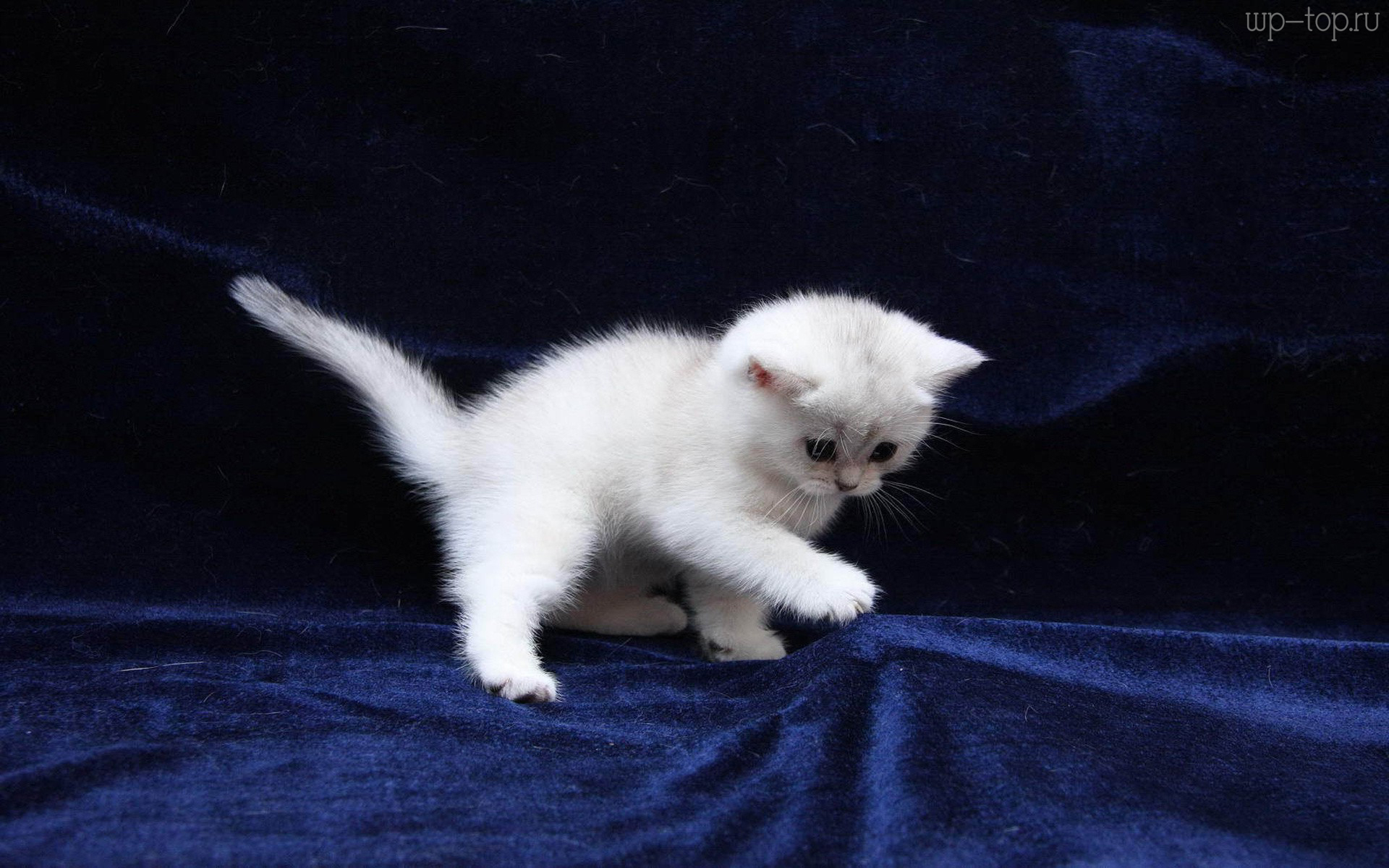 Маленький Белый Котик