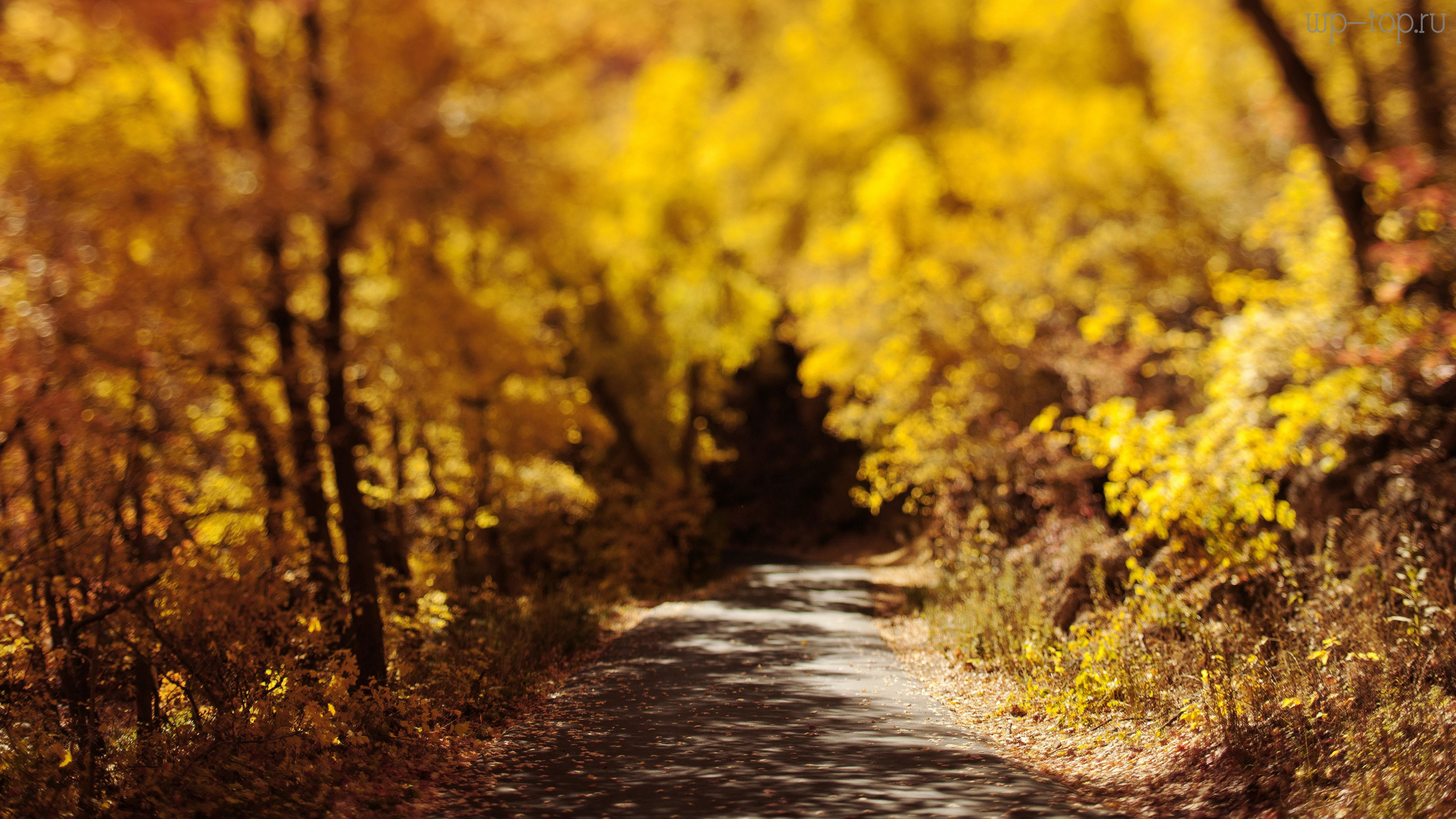 Autumn 8. Осенний фон для портрета. Осенний лес боке. Боке природа осень. Осенний лес размытый.