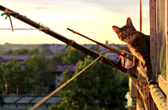 3840x2400 кошка, кот, полосатый, балкон, зелень, город, улица, закат обои