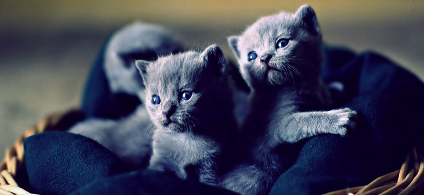2048x1152 кошка, котенок, серый, корзина, британская порода обои